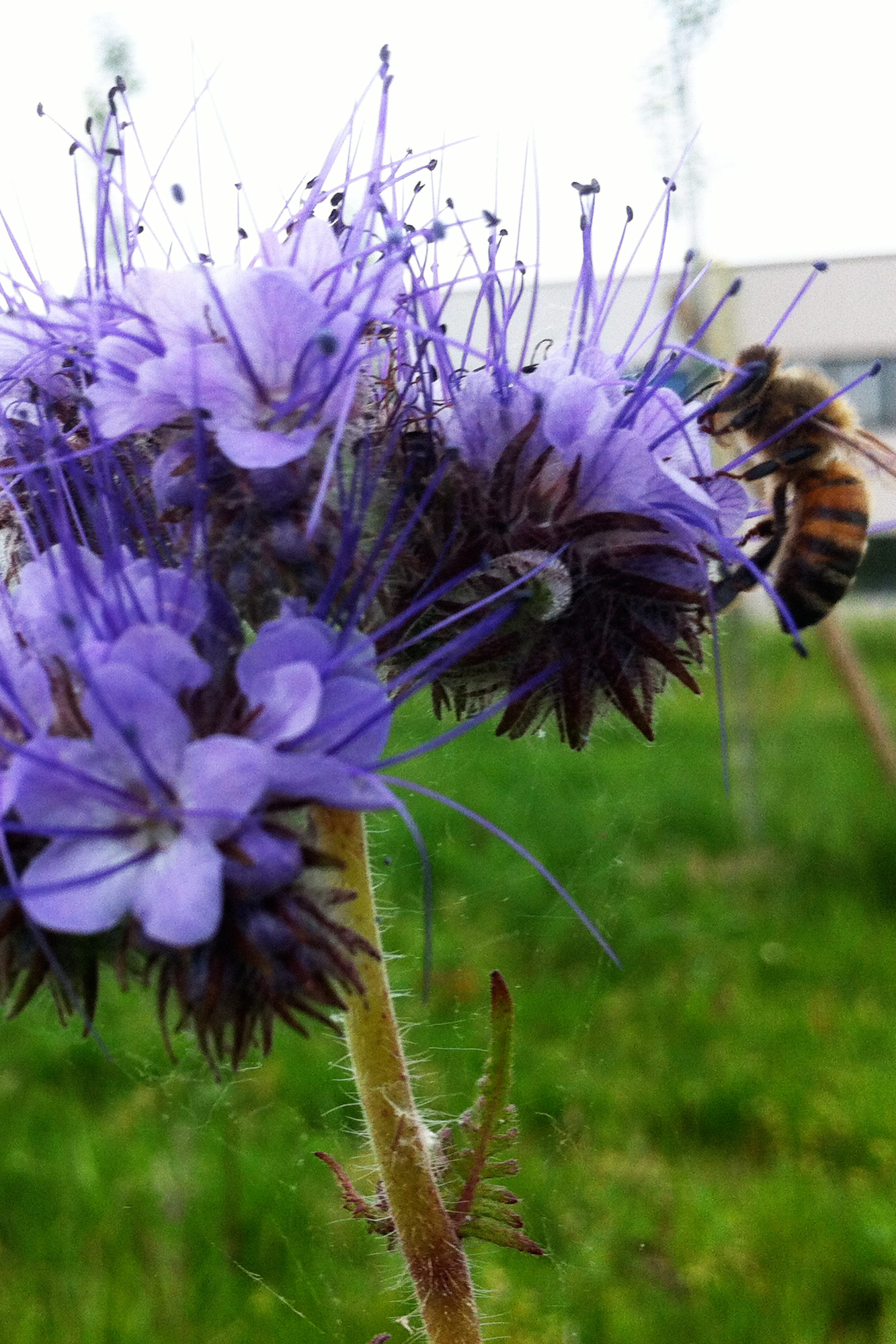 Increase in biodiversity